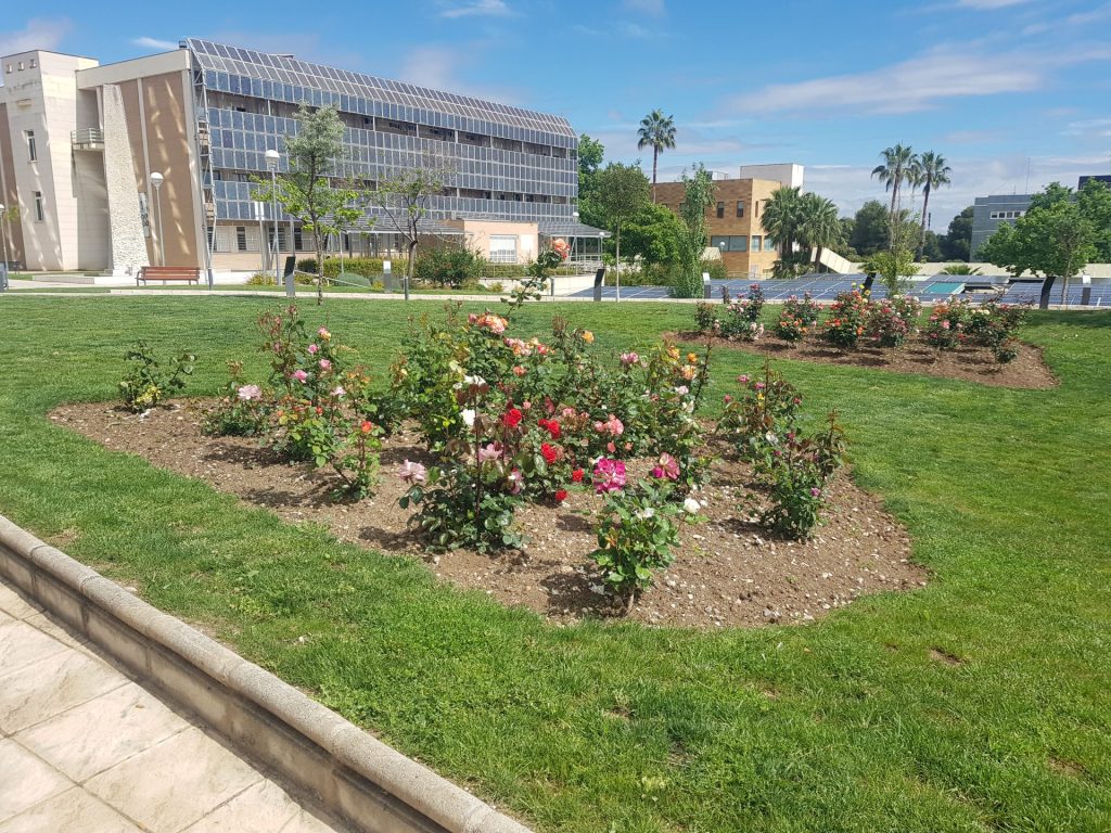 Jardín con rosales coloridos